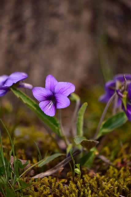 スミレ２ 小さな花びらのひとりごと