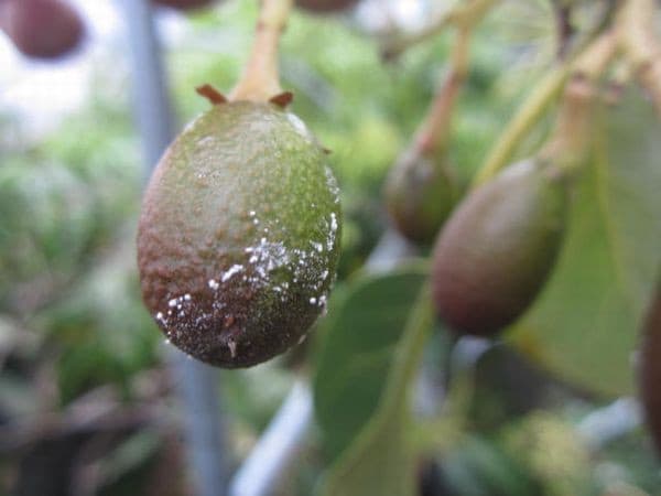 アボカドの果実に白い汚れが付いて落果する 熱帯果樹写真館ブログ