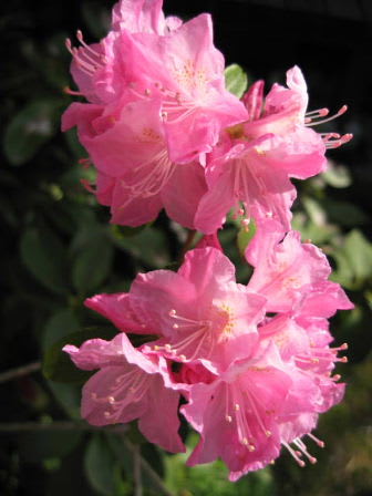 花木たちの春・ツツジ「春一番」 - * m's small garden 花木たちの春・ツツジ「春一番」 - * m's small garden