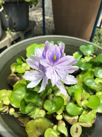 ホテイアオイの花が咲いた ホテイアオイの花が咲いた