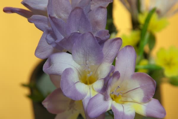 フリージア 甘い香りを放つこの花は12月17日の誕生花 Aiグッチ のつぶやき