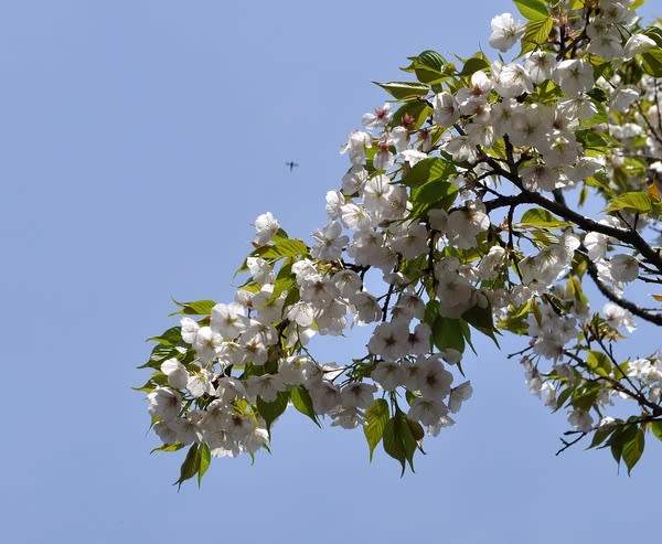 墨染 の和歌の謎 花の公園 俳句 ing 墨染 の和歌の謎 花の公園 俳句 ing