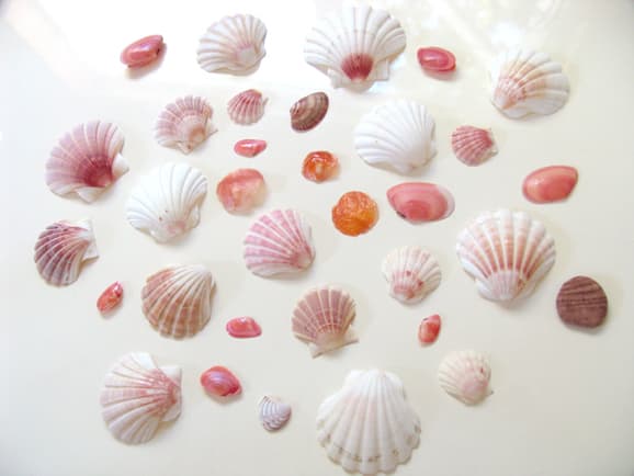 華やかな色の貝 Harvest