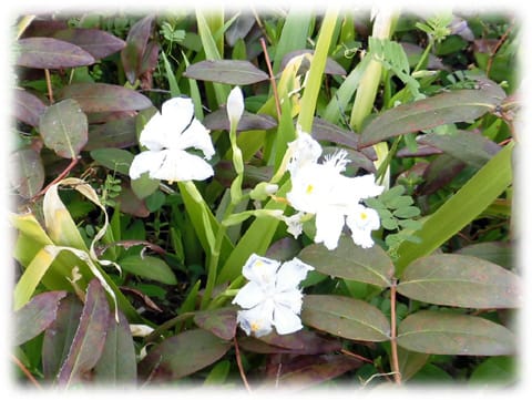 俳句の世界では夏の季語 緑の中から真っ白な花が浮きあがる様に咲く姿がとても美しい シャガ 射干 著莪 日々是好日 とっつあんの雑記帳