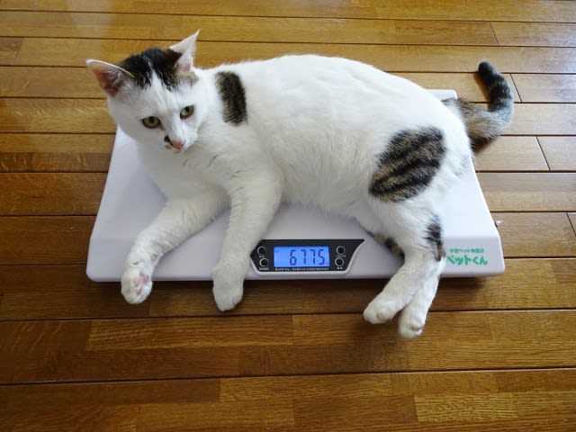 体重測定 マロが重すぎる 猫と住む 癒しのニャンズ