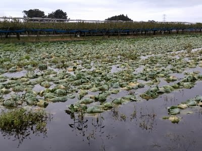 冠水したキャベツ畑(茨城県筑西市)