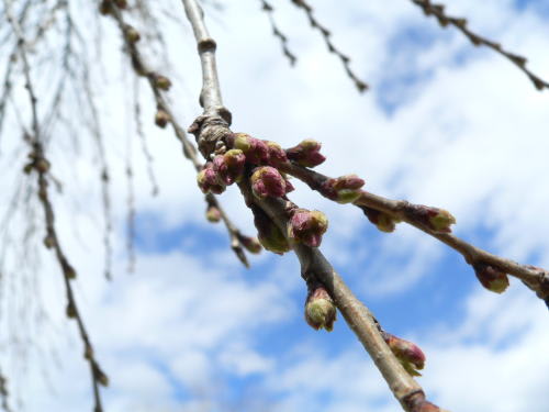 松本城の桜　2007/3/20