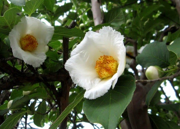 ナツツバキ（夏椿）＞ ツバキに似た清楚な白花を上向きに - く～にゃん
