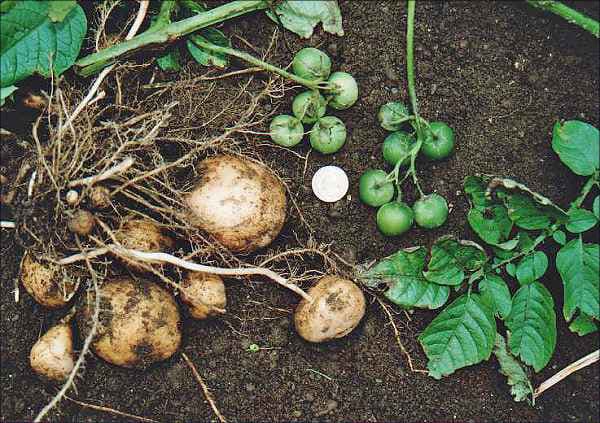 ジャガイモの真正種子と その周辺の話 ６ 自然となかよしおじさんの ごった煮記