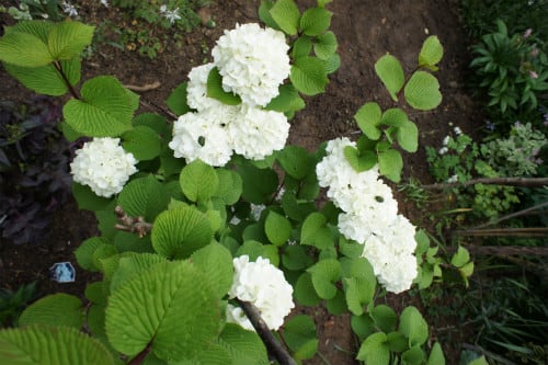 白いぽんぽん状の花がいっぱい アーノクグータラ