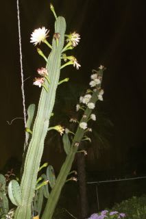 闇夜に咲く柱サボテンの花 気ままな趣味の散歩道 闇夜に咲く柱サボテンの花 気ままな趣味の散歩道