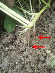 ラッカセイ 落下生 南京豆 地豆 ピーナッツ 隠居爺の 自然農法 野菜作りとスキー そして保護猫の日記