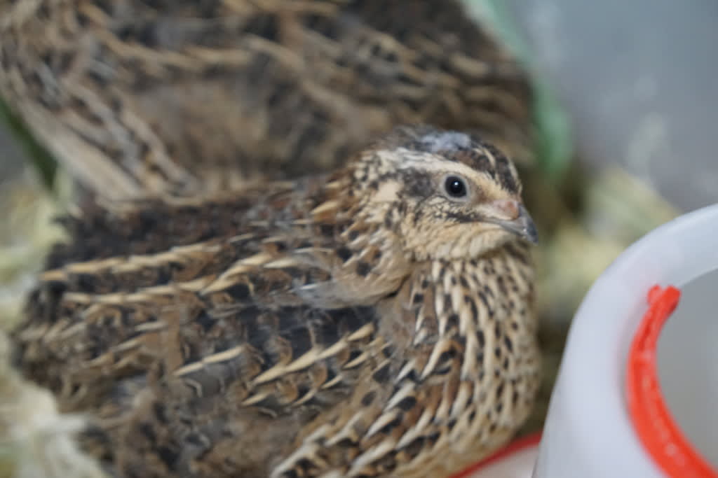 今はやり始めているウズラ飼育 飼い方 寿命 値段 Gooブログはじめました