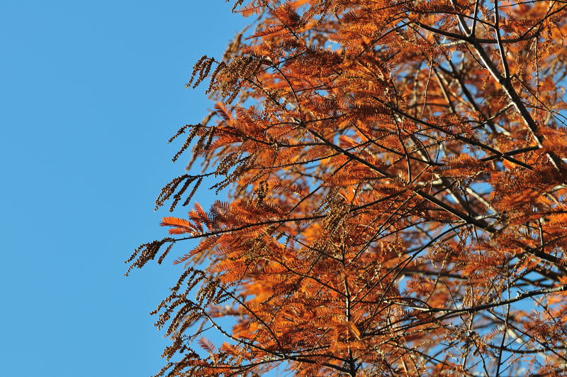 赤茶色に紅葉したメタセコイアの葉です Photo No レンズの向こうに Part２
