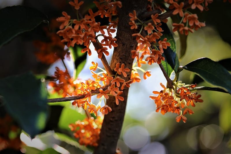 金木犀の花 ハイブリッドな生活 旧ルノーな生活