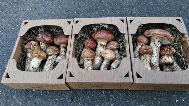 つぼぼし 日本最古の道祖神がある福寿草の里信州沢底 60数年前のセピア色した田舎暮らし 週末田舎暮らしを体験してみませんか