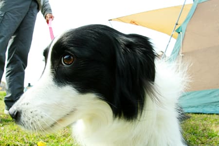 bordercollie_ボーダーコリー