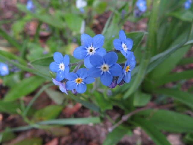 青紫の五弁花が心に灯をともす ワスレナグサ 春の花 21 02 野の花 庭の花
