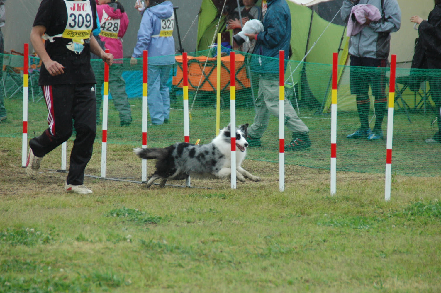 埼玉東トレーナーズクラブアジリティー競技会 13 5 11 ゆきおやじのアジブログ