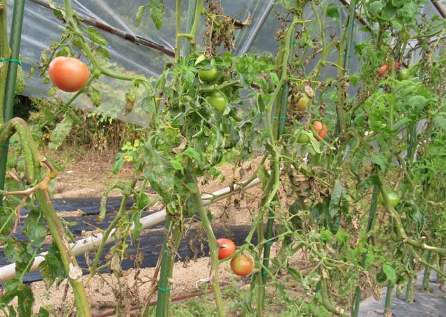 トマトの連続摘心栽培 野菜の栽培技術シリーズ 家庭菜園 Tributosdodf Com Br