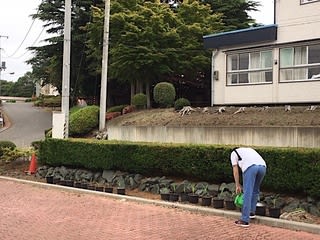 トウモロコシ花壇 花のたより 山のふみ 青森県立名久井農業高等学校