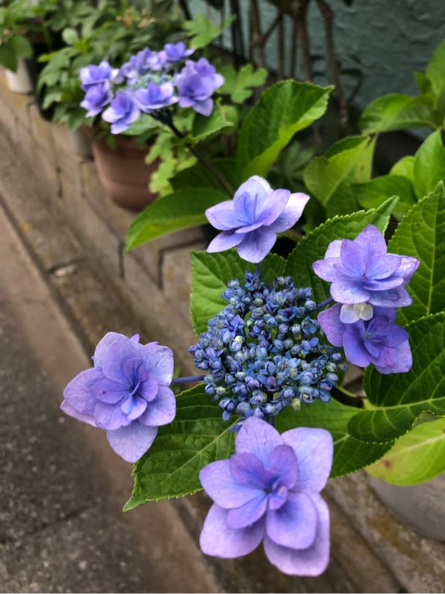 珍しい紫陽花 まこねこまどかブログ