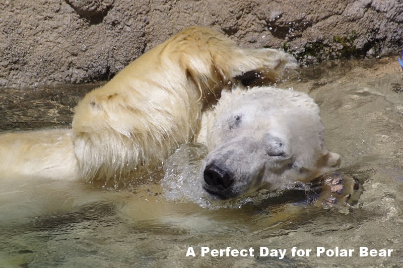 おっさんの腕毛 シロクマ日和 A Perfect Day For Polar Bear