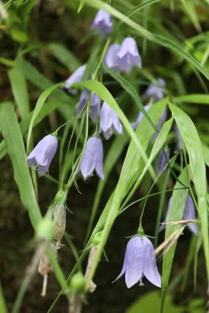 釣り鐘型の青い花が岩から垂れてかわいい イワシャジン 箱根の花 21 66 野の花 庭の花 釣り鐘型の青い花が岩から垂れてかわいい イワシャジン 箱根の花 21 66 野の花 庭の花