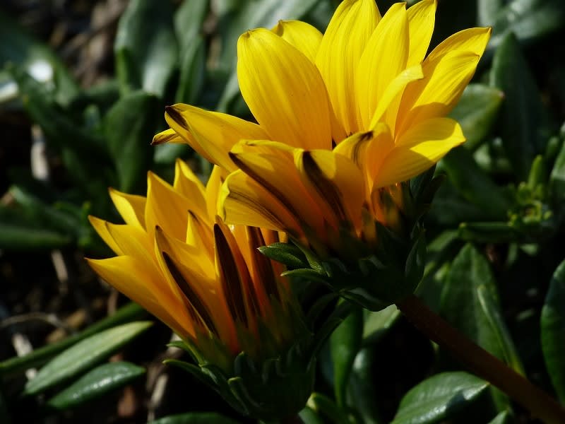 クンショウギク 勲章菊 Hayashi No Ko クンショウギク 勲章菊 Hayashi No Ko