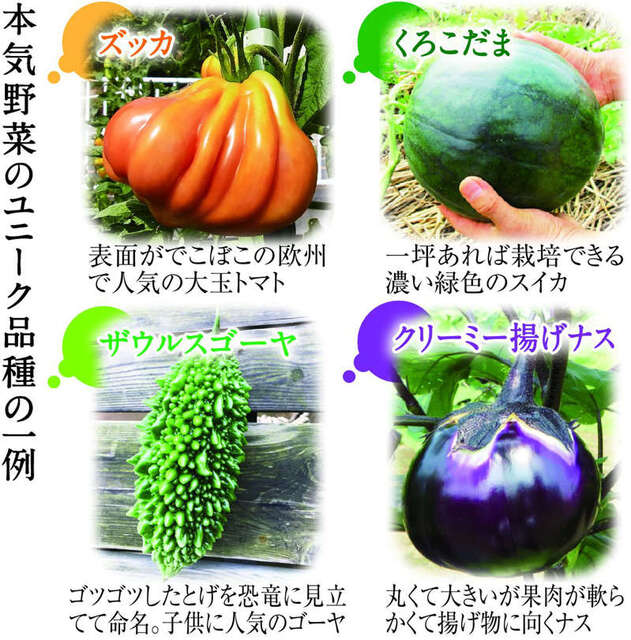 サントリー本気野菜 のユニーク品種 21年10月29日 金 Peaの植物図鑑