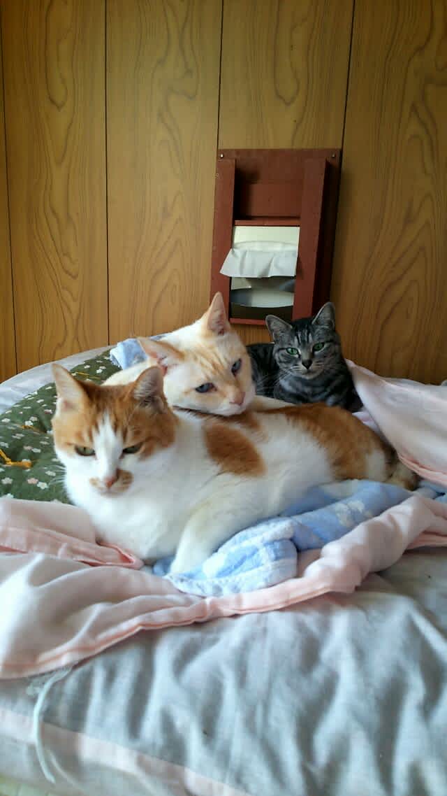 ねこざいる 猫３匹と柴犬２匹との暮らし 犬猫の病院記録やお出掛け 楽しかったこと等の記録