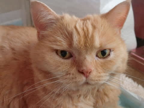 ニャンダフルライフ