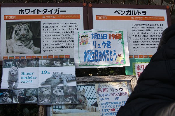 ホワイトタイガー リュウ君 19歳 の誕生パーティを開催 東武動物公園 宮代now 出来事編