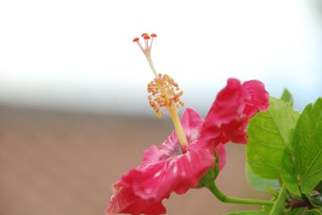 ハイビスカス 夏を代表するイメージの花は7月23日の誕生花 Aiグッチ のつぶやき
