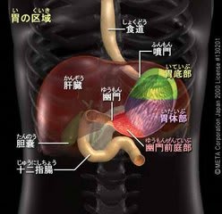 胃 - アロマテラピー学習ブログ