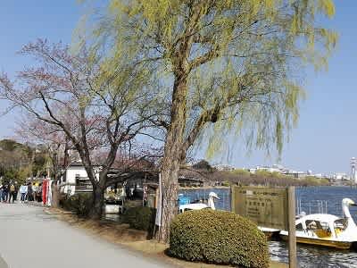 柳は緑 花は紅 千波湖周辺 西の谷緑地公園 を美しく 柳は緑 花は紅 千波湖周辺 西の谷緑地公園 を美しく