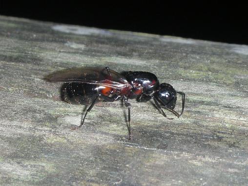 アリも巣分かれの季節 ムネアカオオアリの女王 ありんこの 玉手箱