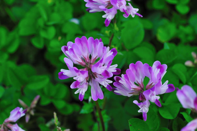 レンゲの花の色はなんて儚い紫色なんでしょうね Photo No レンズの向こうに Part２