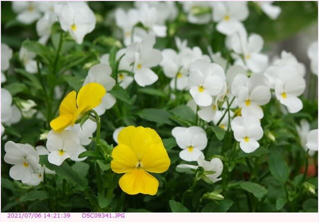 ビオラ 挿し芽の開花 2 都内散歩 散歩と写真