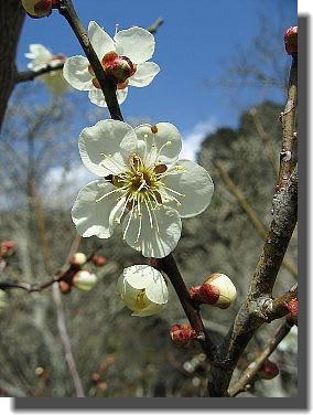  ウメ　Prunus mume (Sieb.) Sieb. et Zucc.