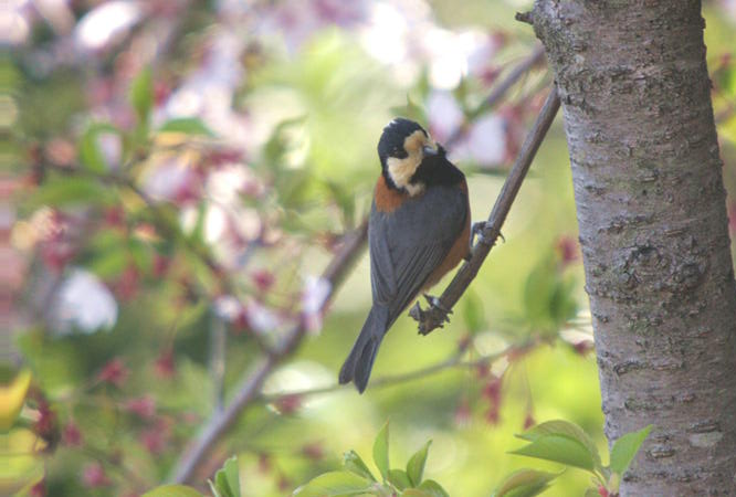 桜と鳥と - 花鳥風月・・・気ままな写真日記