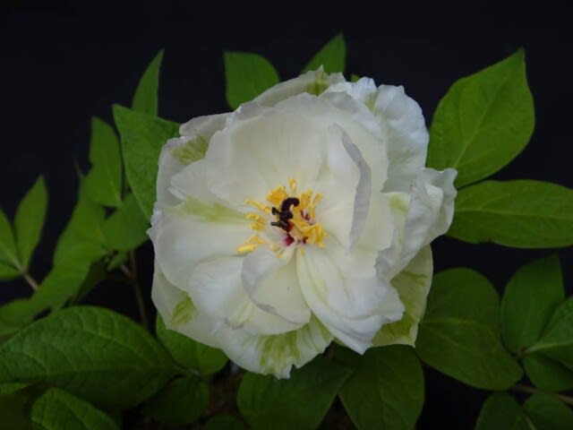 ヤマシャクヤク 山芍薬 千重華 せんじゅか 八重咲き 私の栽培は肥料が足りないようです 路地裏のギボウシ ヤマシャクヤク 山芍薬 千重華 せんじゅか 八重咲き 私の栽培は肥料が足りないようです 路地裏のギボウシ