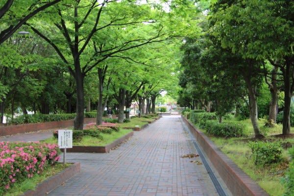 若園公園 バラ園 ストローハットの行ってきました 若園公園 バラ園 ストローハットの行ってきました