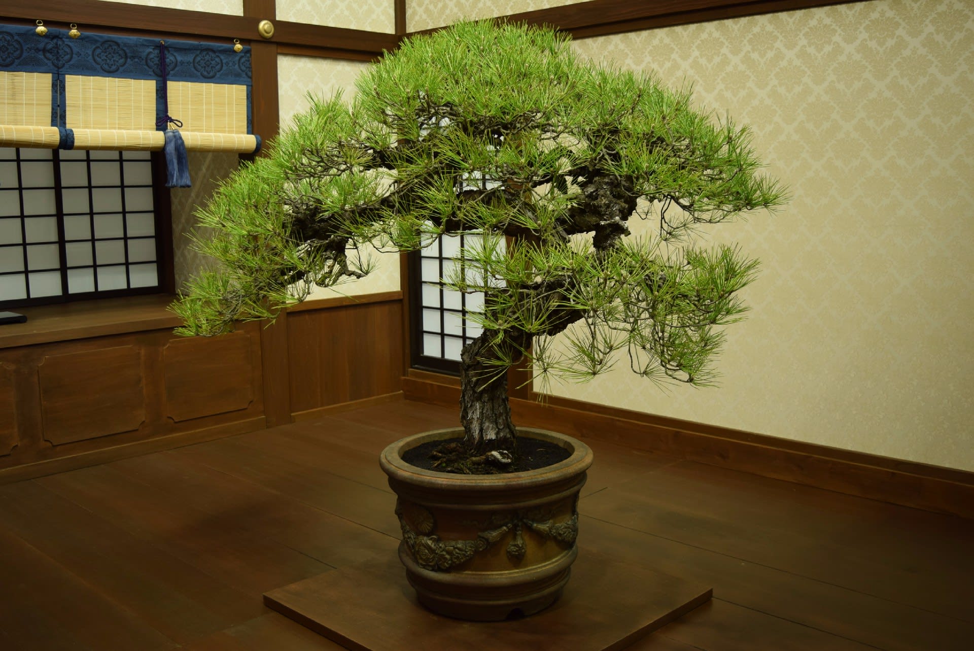 さいたまアリーナ、世界盆栽大会「日本の盆栽水石至宝展」 - オーロラ 