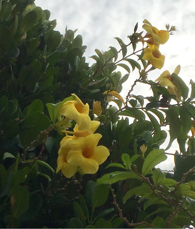 アラマンダの黄色い花 オオバナ アリアケカズラ 生きているだけで丸儲け 北の大地で蝶と戯れ退屈なし