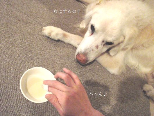 [11/28] アカラスケア （ハーブアイスキューブ） たろはな家のいぬびと