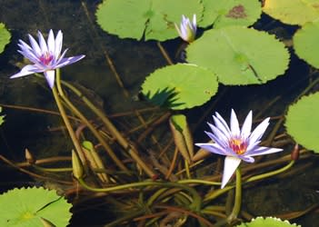 大阪市立大学植物園 熱帯スイレン 昼も夜もあでやかに開花 く にゃん雑記帳