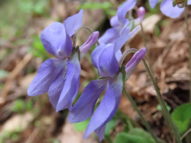 高ボッチ高原・鉢伏山で最近咲いている花　タチツボスミレ（立坪菫）