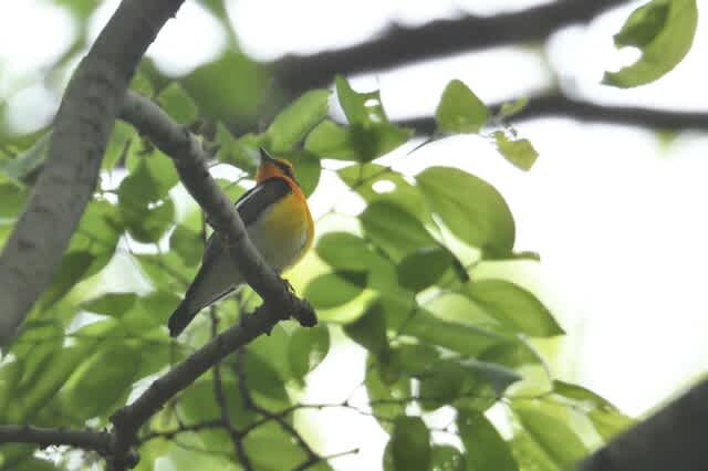 而今(にこん)の鳥撮り