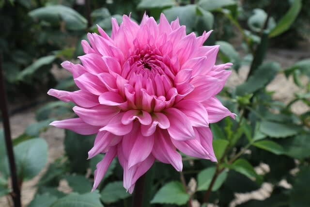 おおらかなピンクの大輪のダリア「ダイヤモンドハート」(ダリア・シリーズ 21-029) 野の花 庭の花